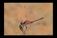 PhotoID: AusDr325. Black-Faced Percher (Diplacodes melanopsis) - male