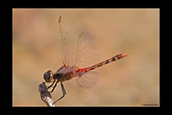 PhotoID: AusDr326. Black-Faced Percher (Diplacodes melanopsis) - male