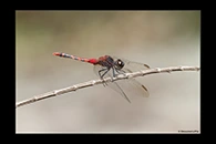 PhotoID: AusDr329. Black-Faced Percher (Diplacodes melanopsis) - male