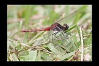 PhotoID: AusDr348. Black-Faced Percher (Diplacodes melanopsis) - male