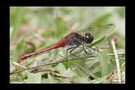 PhotoID: AusDr349. Black-Faced Percher (Diplacodes melanopsis) - male