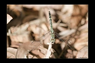 PhotoID: AusDr245. Diplacodes trivialis - female
