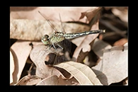 PhotoID: AusDr247. Diplacodes trivialis - female