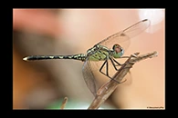 PhotoID: AusDr284. Diplacodes trivialis - male