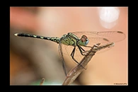PhotoID: AusDr285. Diplacodes trivialis - male
