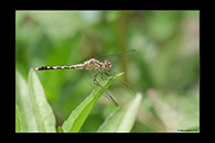 PhotoID: AusDr290. Diplacodes trivialis - female