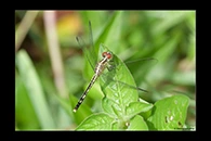 PhotoID: AusDr292. Diplacodes trivialis - female