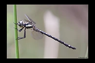 PhotoID: AusDr063. Eusynthemis aurolineata - male