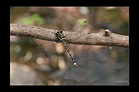 PhotoID: AusDr016. Small Tigertail (Eusynthemis brevistyla) - male