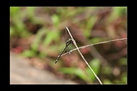 PhotoID: AusDr017. Small Tigertail (Eusynthemis brevistyla) - male