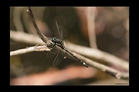 PhotoID: AusDr018. Small Tigertail (Eusynthemis brevistyla) - male