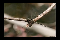 PhotoID: AusDr019. Small Tigertail (Eusynthemis brevistyla) - male