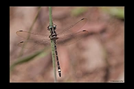 PhotoID: AusDr095. Small Tigertail (Eusynthemis brevistyla) - male