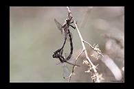 PhotoID: AusDr096. Small Tigertail (Eusynthemis brevistyla) - copula