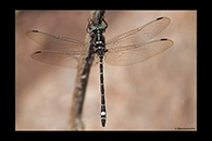 PhotoID: AusDr097. Small Tigertail (Eusynthemis brevistyla) - male