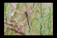 PhotoID: AusDr098. Small Tigertail (Eusynthemis brevistyla) - female