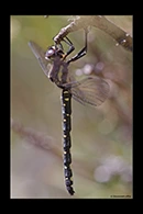 PhotoID: AusDr103. Southern Tigertail (Eusynthemis guttata) - female