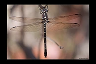 PhotoID: AusDr107. Southern Tigertail (Eusynthemis guttata) - female