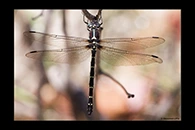 PhotoID: AusDr108. Southern Tigertail (Eusynthemis guttata) - female