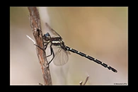 PhotoID: AusDr109. Southern Tigertail (Eusynthemis guttata) - male