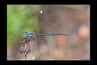 PhotoID: AusDa129. Grey-Chested Flatwing (Griseargiolestes eboracus) - female