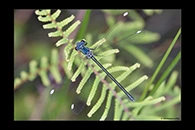 PhotoID: AusDa131. Grey-Chested Flatwing (Griseargiolestes eboracus) - female
