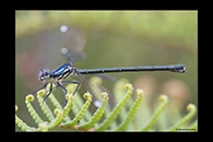 PhotoID: AusDa133. Grey-Chested Flatwing (Griseargiolestes eboracus) - female