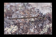 PhotoID: AusDa062. Griseargiolestes griseus - female
