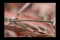 PhotoID: AusDa200. Griseargiolestes griseus - female
