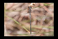 PhotoID: AusDa205. Griseargiolestes griseus - male