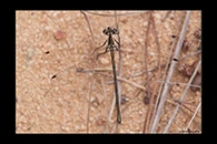 PhotoID: AusDa207. Griseargiolestes griseus - female
