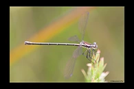 PhotoID: AusDa427. Griseargiolestes griseus - female