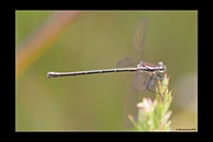 PhotoID: AusDa428. Griseargiolestes griseus - female