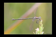 PhotoID: AusDa429. Griseargiolestes griseus - female
