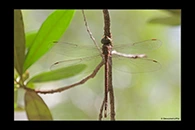 PhotoID: AusDr257. Lesser Duskhawker (Gynacantha dobsoni) - female