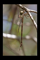 PhotoID: AusDr258. Lesser Duskhawker (Gynacantha dobsoni) - female