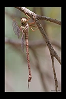 PhotoID: AusDr259. Lesser Duskhawker (Gynacantha dobsoni) - female