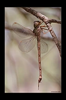 PhotoID: AusDr260. Lesser Duskhawker (Gynacantha dobsoni) - female