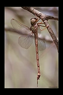 PhotoID: AusDr261. Lesser Duskhawker (Gynacantha dobsoni) - female