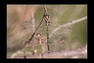 PhotoID: AusDr178. Australian Emerald (Hemicordulia australiae) - male