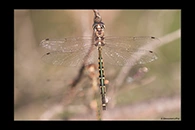 PhotoID: AusDr181. Australian Emerald (Hemicordulia australiae) - male