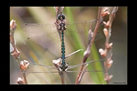 PhotoID: AusDr321. Australian Emerald (Hemicordulia australiae) - copula