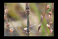 PhotoID: AusDr322. Australian Emerald (Hemicordulia australiae) - copula
