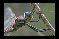 PhotoID: AusDr337. Australian Emerald (Hemicordulia australiae) - male