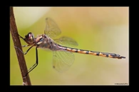 PhotoID: AusDr338. Australian Emerald (Hemicordulia australiae) - female