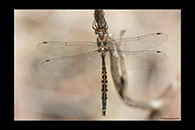 PhotoID: AusDr554. Australian Emerald (Hemicordulia australiae) - male