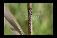 PhotoID: AusDr557. Australian Emerald (Hemicordulia australiae) - male