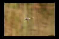 PhotoID: AusDr423. Hemicordulia koomina - male