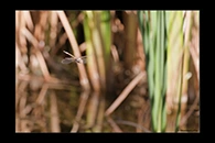 PhotoID: AusDr424. Hemicordulia koomina - male