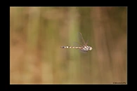 PhotoID: AusDr425. Hemicordulia koomina - male